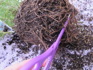 Cutting back rosemary roots