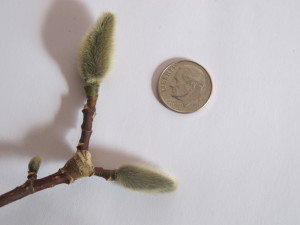 Magnolia bud (with dime for size comparison)