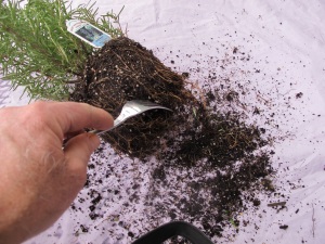 Teasing out rosemary roots with a fork