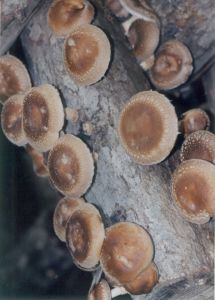 Shiitakes growing in a log in summer