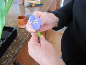 Using a small section of a tulip stem as a sleeve  for a flower stem too small to pn to a frog