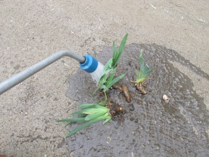 Barerooting plant sale iris