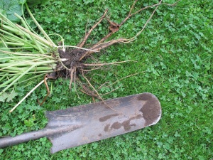 Drain spade and burdock roots it dug