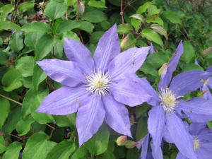 Blue clematis (name not known)