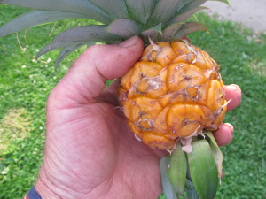 My pineapple harvest