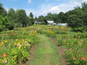 Olallie Daylily Garden
