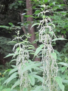Stinging nettles with flowers