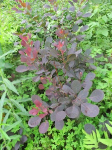 Purple smokebush
