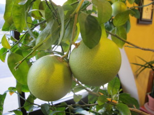 Dr Fields' indoor grapefruits