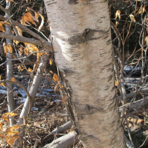 Gray birch