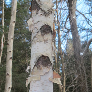 Whtie or paper birch