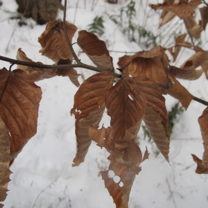 Why do beech leaves linger on the branches in winter