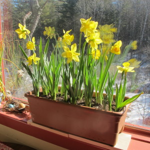 Forced daffodils in Earth Box