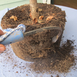 Loosening the soil around the roots