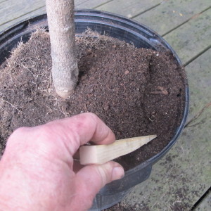 Pushing soil down the sides of the pot