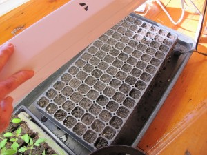Corn seeds planted in plug tray indoors