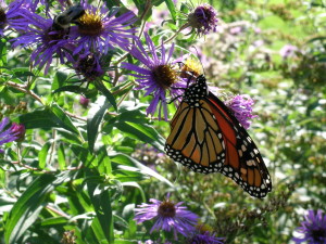 Monarch on asters
