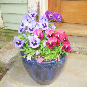 Pansies are used by butterlies