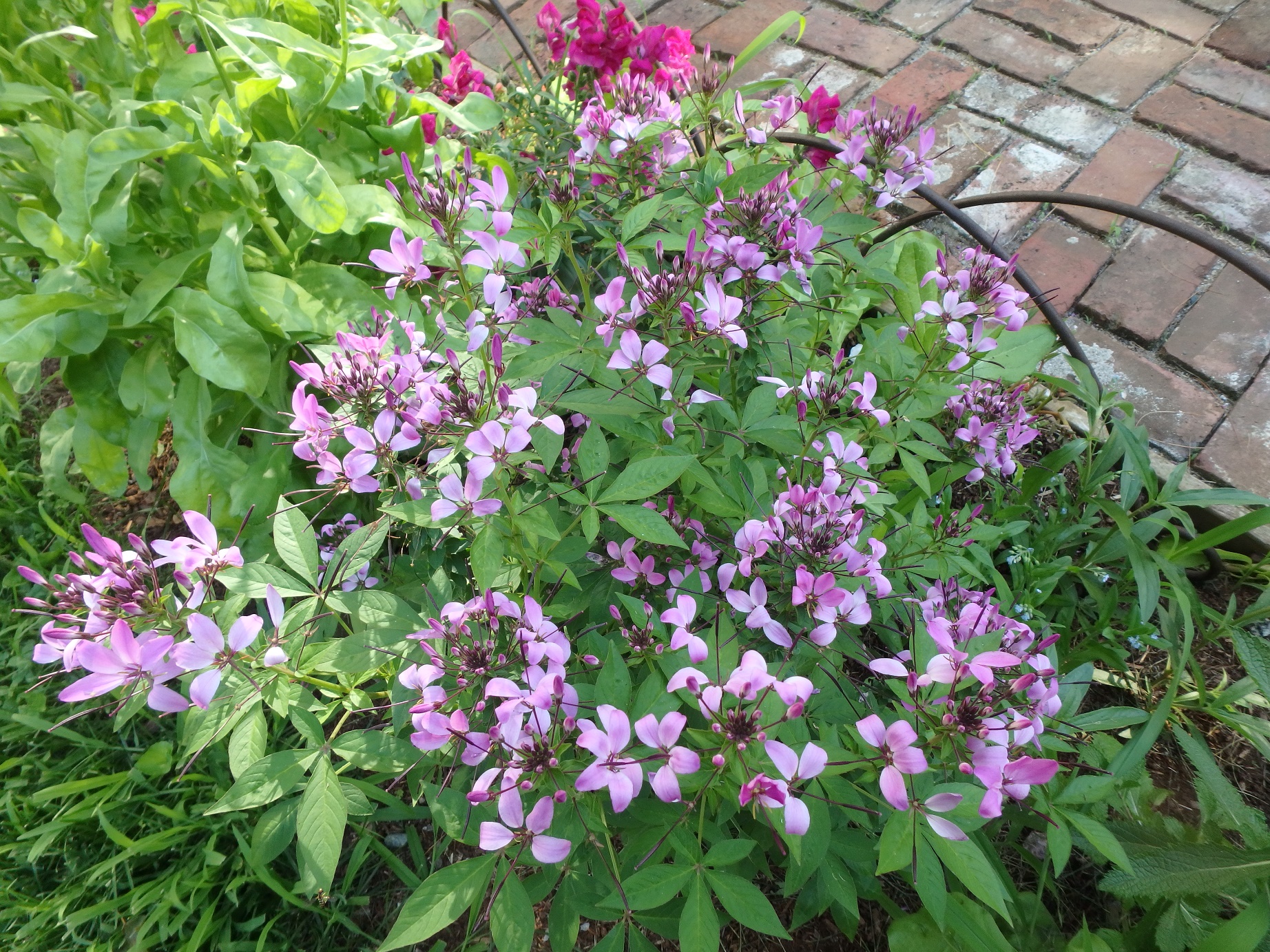 senorita rosalita cleome Archives - Henry Homeyer