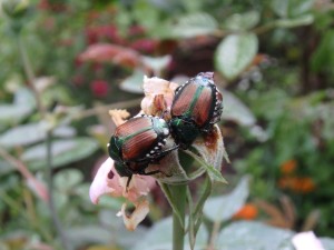 Good gardeners pick Japanese beetles by hand
