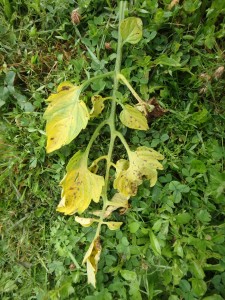 Leaves with early blight need to be removed