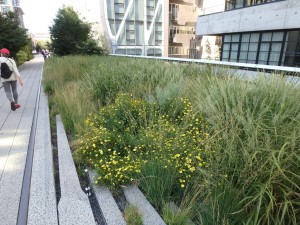 The High Line garden offers good ideas