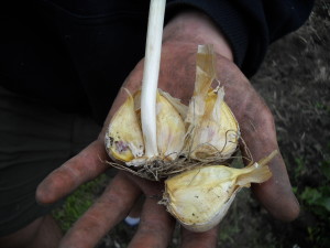 Hardneck garlic ready for planting