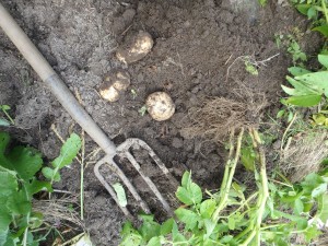 Kennebec potatoes picked now are a good size