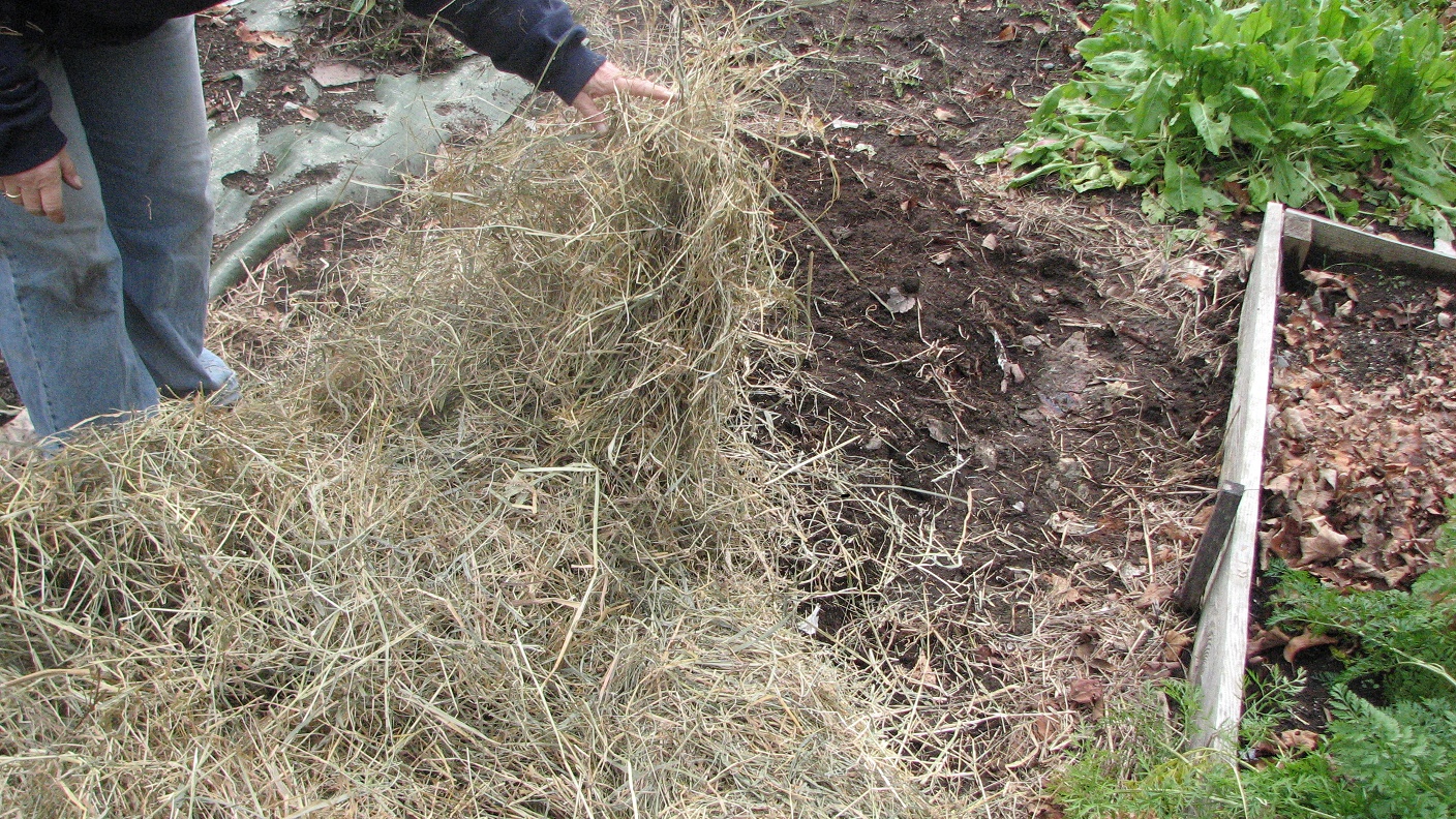 mulching garlic Archives Henry Homeyer