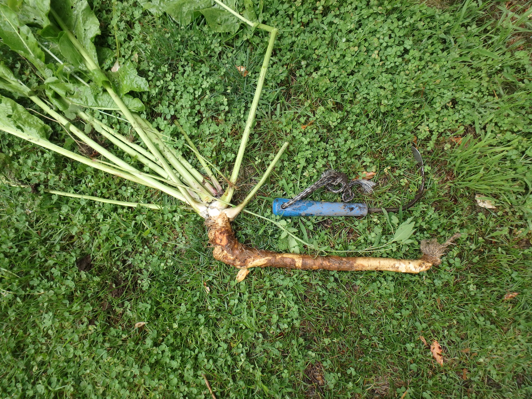 horseradish-plants-archives-henry-homeyer