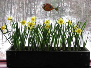 Daffodils blooming in April brighten a snowy day