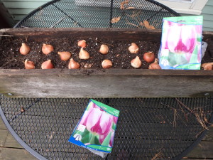 Tulips spread out and ready to plant for forcing