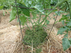 Mulched Tomato Plant