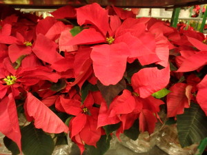 Poinsettia Flowers are Just the Center of These Colorful Cracts