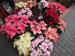 Poinsettias Come in Many Colors