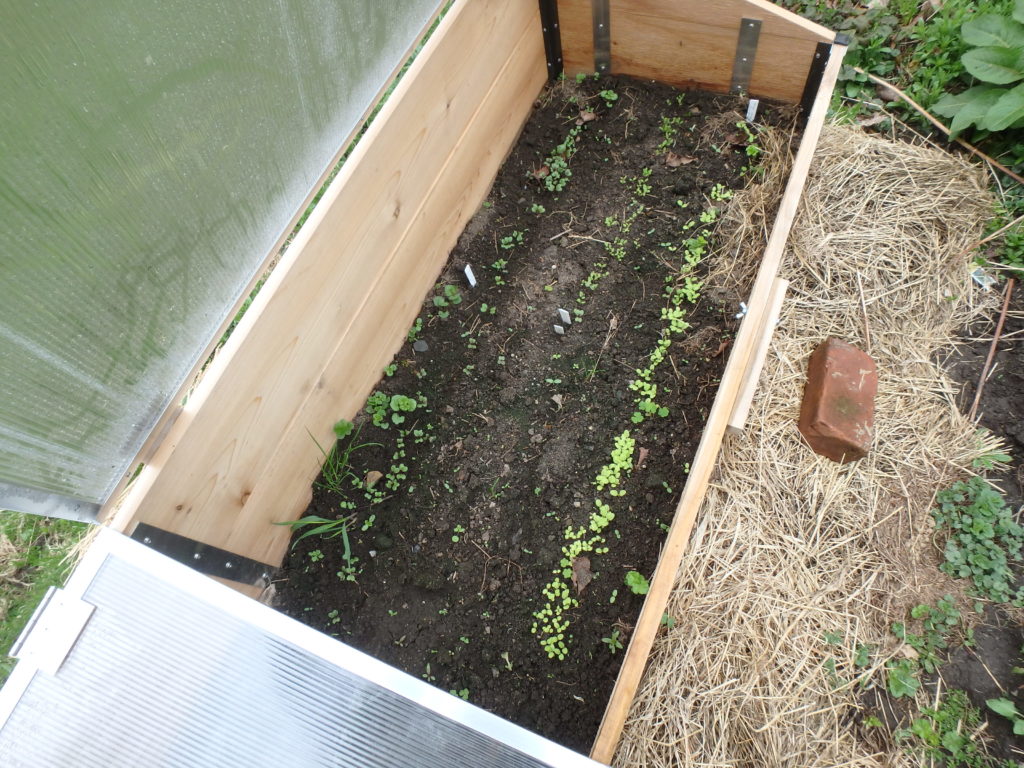 Cold Frame Hot Box Cold Frames and Hot Boxes - Henry Homeyer