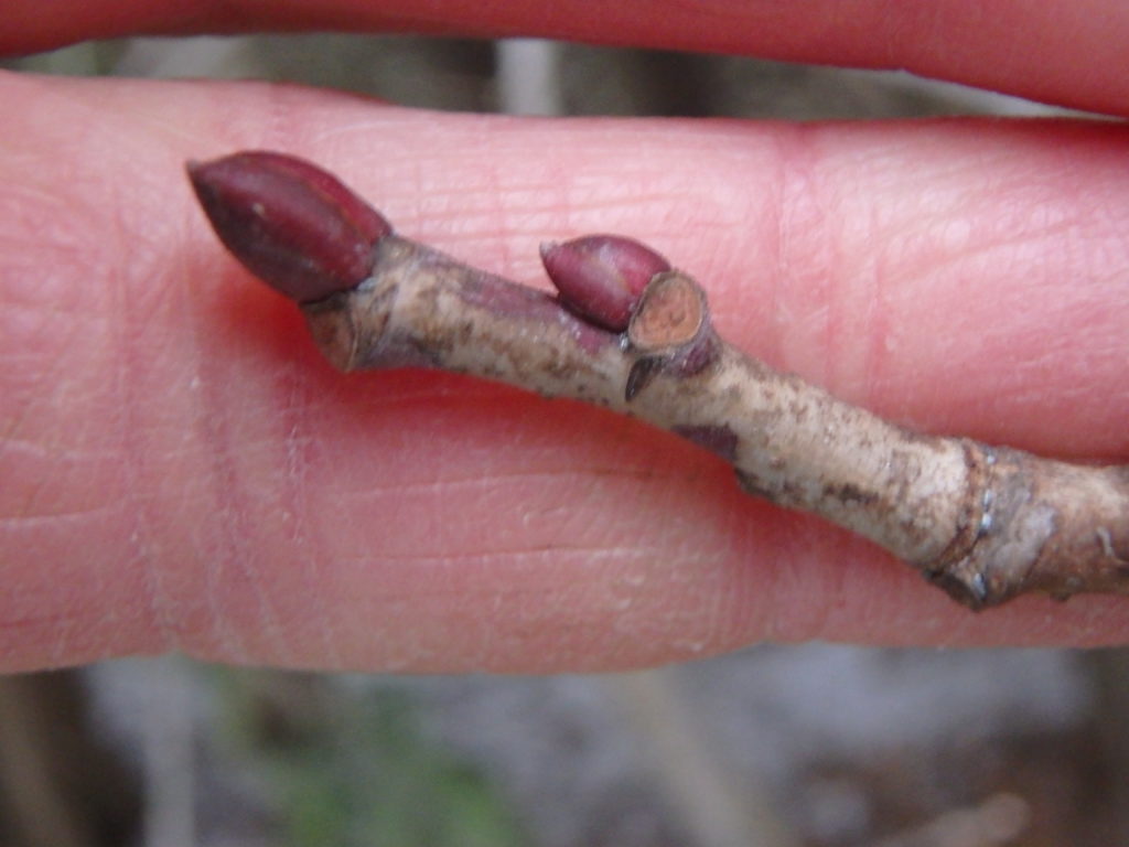 basswood buds Archives - Henry Homeyer