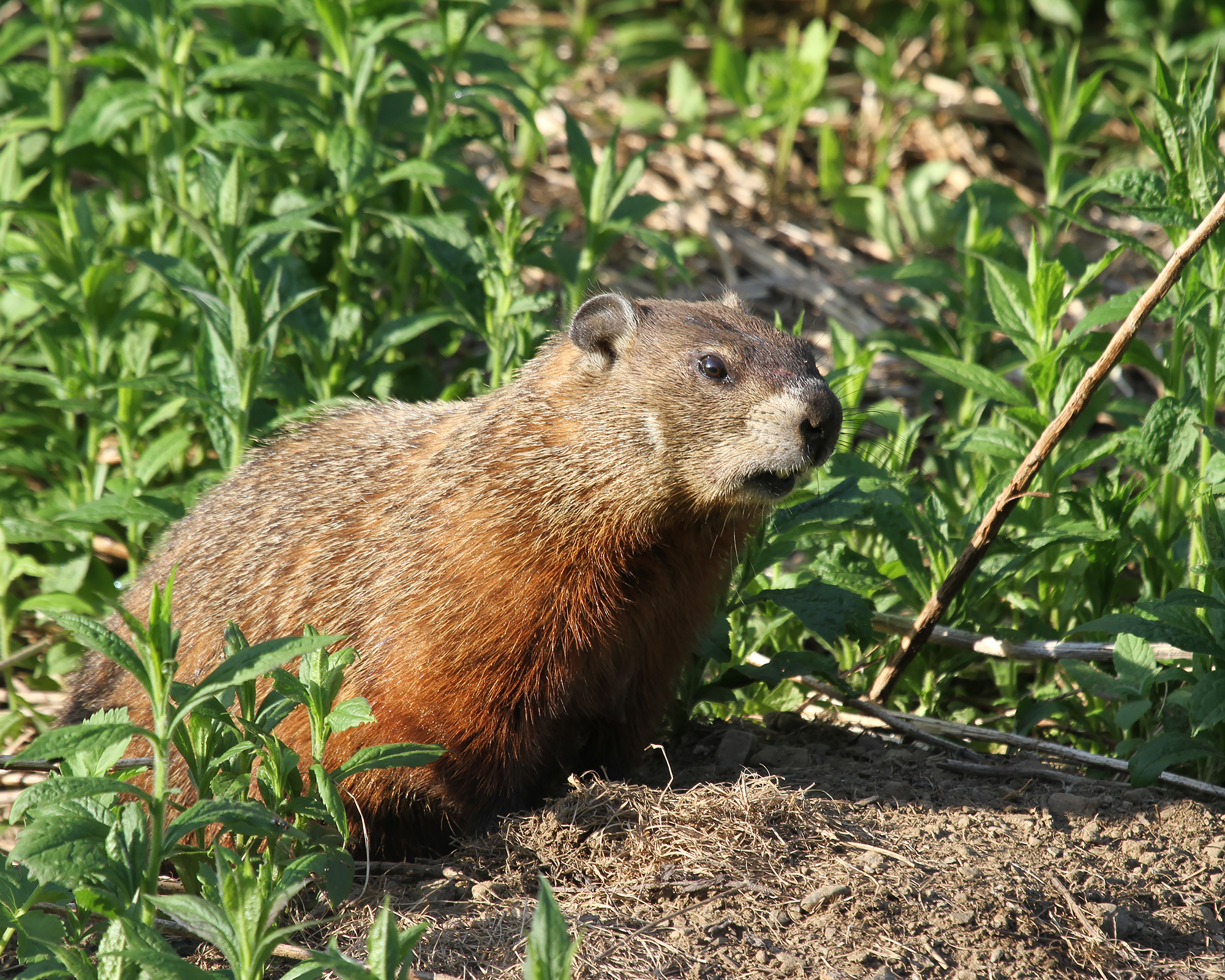 Woodchuck. Животные Нидерландов. Woodchuck цвет. Национальное животное Нидерландов. Растительные животные Нидерландов краткое.