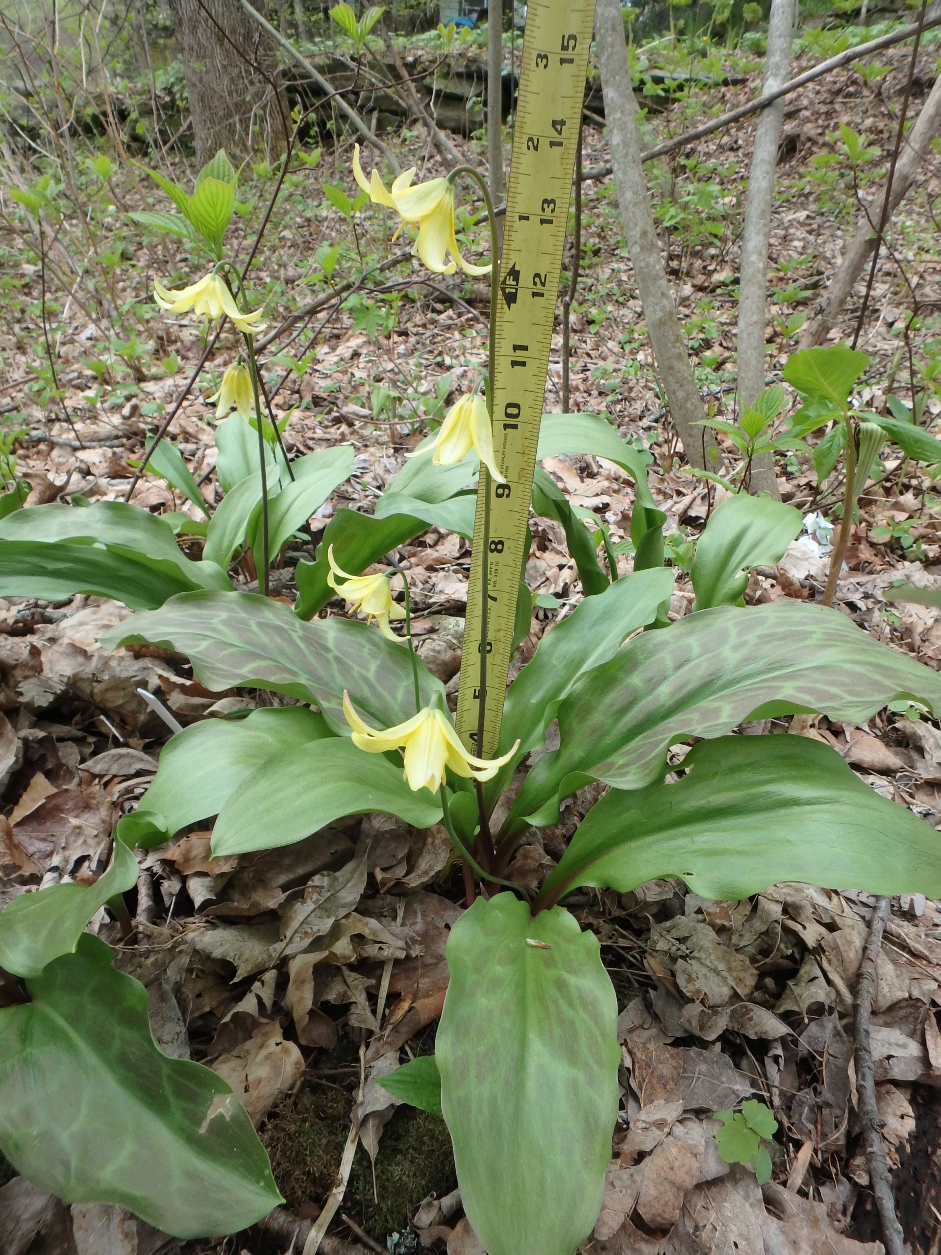 Trout Lily Seeds at Dora Rodriguez blog