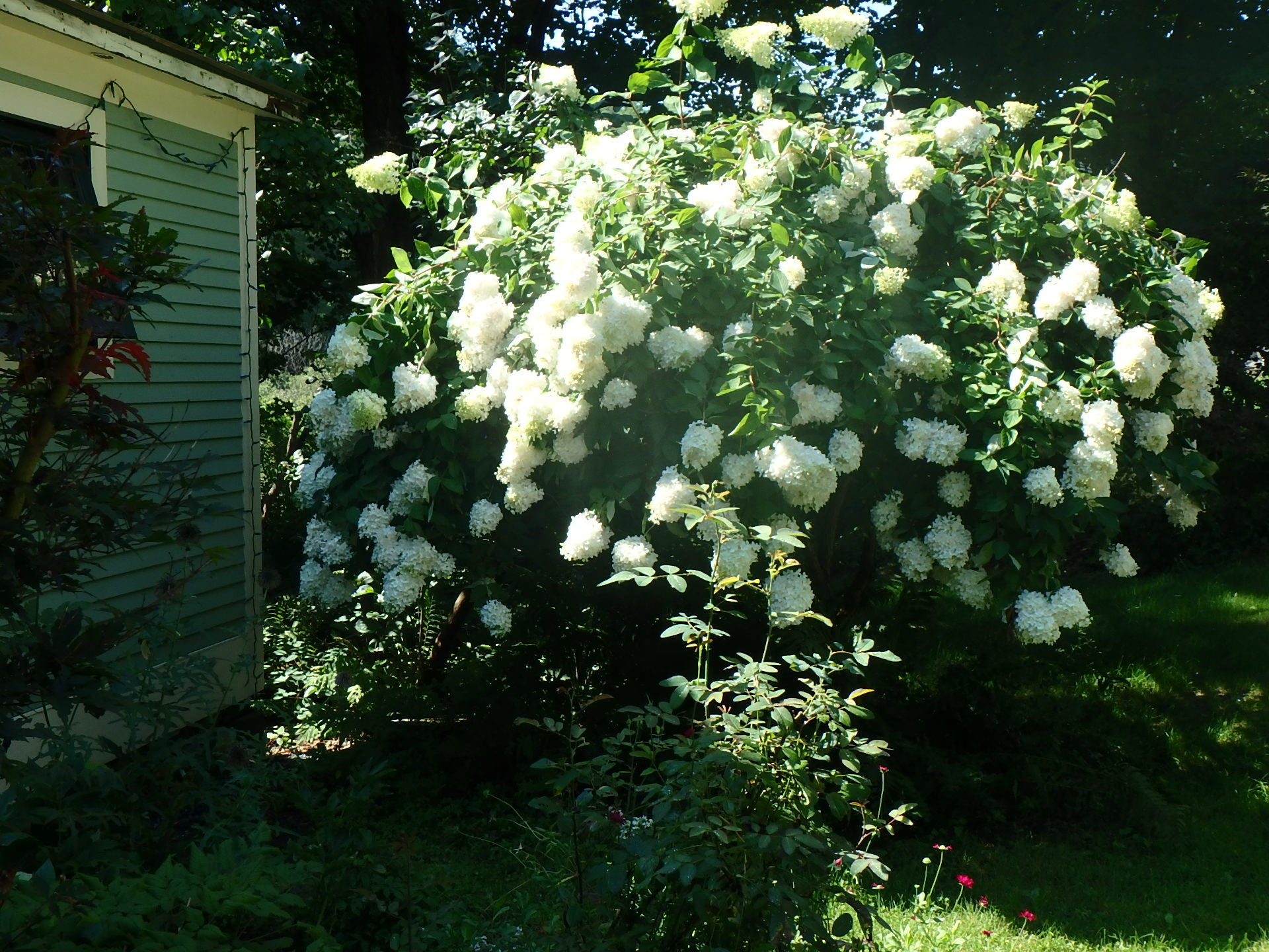 Pruning Hydrangea Paniculata Pee Gee