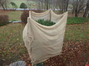 How to use burlap to wrap trees/plants for Christmas and winter protection?  
